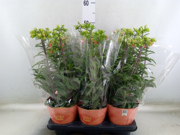 <h4>Kalanchoe HG 'Lucky Bells'</h4>