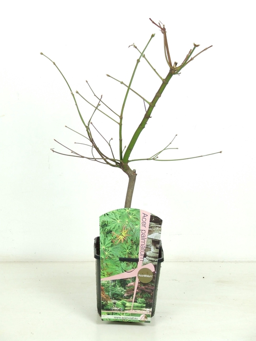 <h4>Acer japonicum 'Aconitifolium' P19 Full CC</h4>