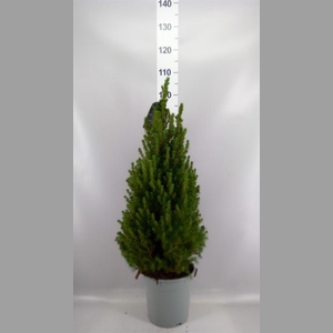 Picea glauca 'Conica'