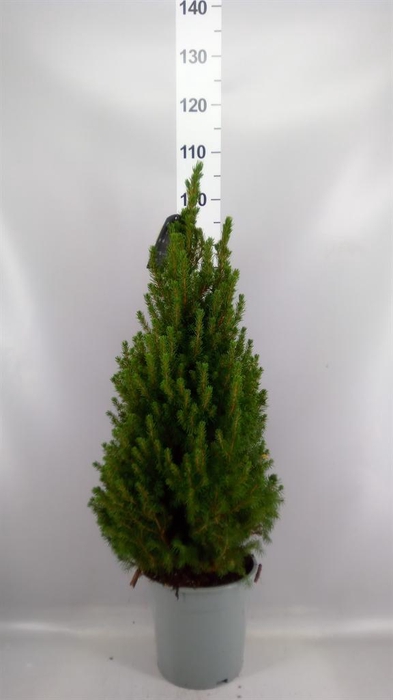 <h4>Picea glauca 'Conica'</h4>