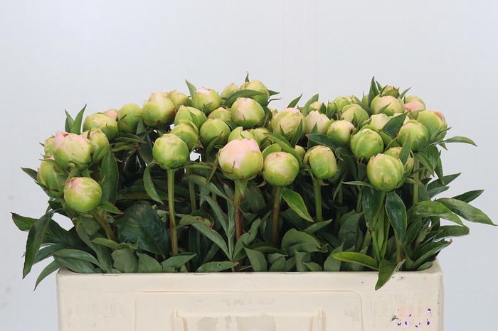 <h4>Paeonia Miss America</h4>
