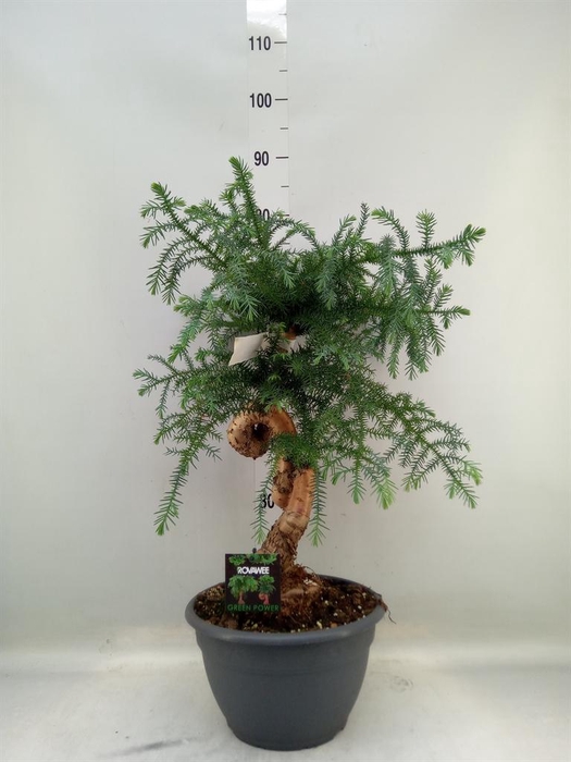 <h4>Araucaria   ...</h4>