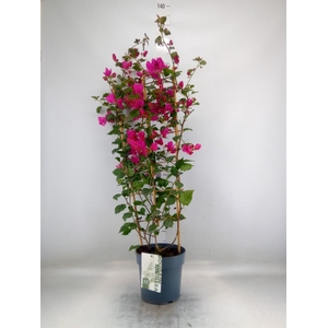 Bougainvillea  'Sanderiana'