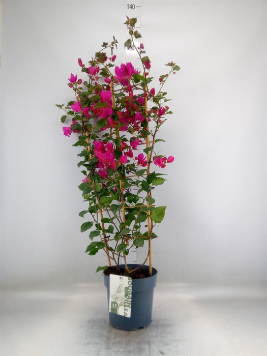 <h4>Bougainvillea  'Sanderiana'</h4>
