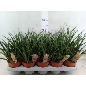 Sansevieria  'Fernwood'