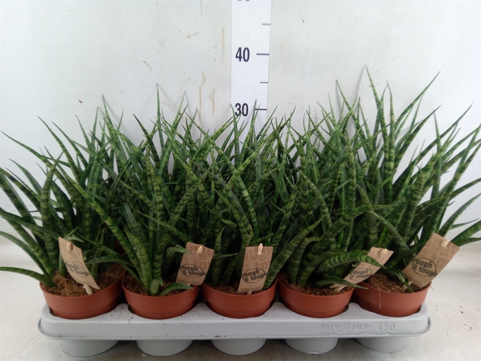 <h4>Sansevieria  'Fernwood'</h4>
