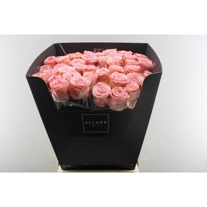 R Gr Sophia Loren L70