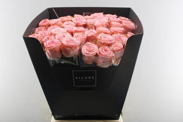 <h4>R Gr Sophia Loren L70</h4>