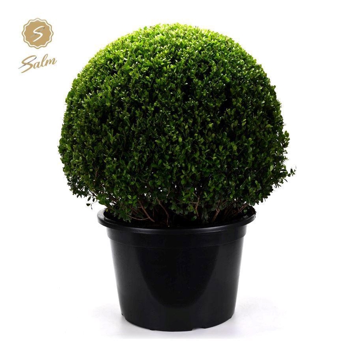<h4>Ilex crenata Ball Ø80cm P50</h4>