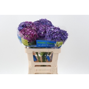 Hydr Beauty Berry Extra