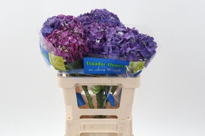 <h4>Hydr Beauty Berry Extra</h4>