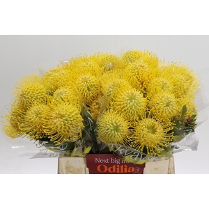 Nutans Ayoba Saffron