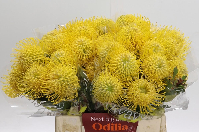 <h4>Nutans Ayoba Saffron 50-90</h4>