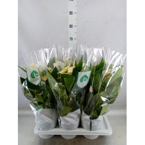 Anthurium andr. 'Alaska'