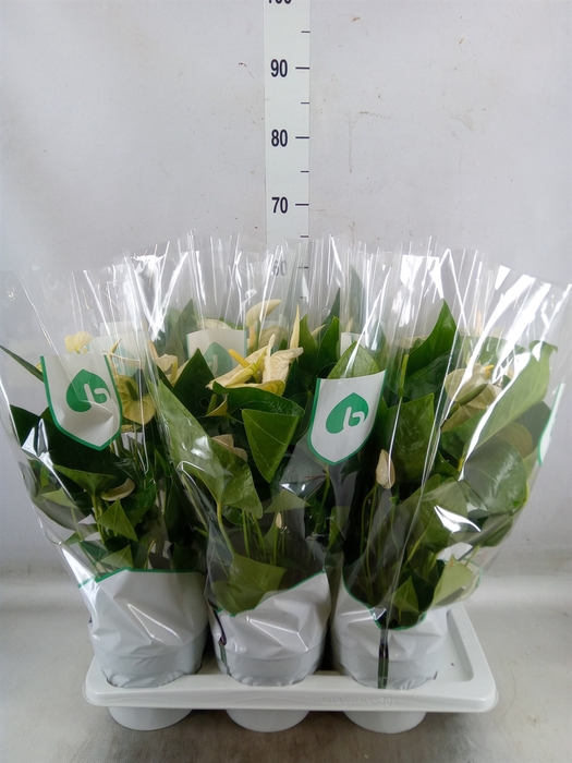 <h4>Anthurium andr. 'Alaska'</h4>