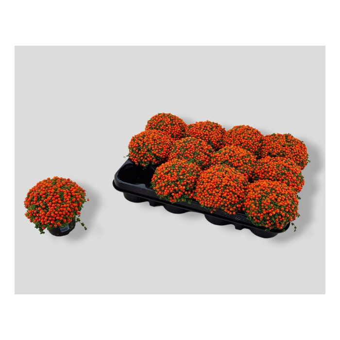 <h4>Nertera Granadensis Astrid 8Ø 10cm</h4>