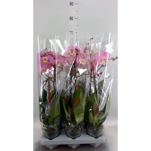 Phalaenopsis  'Ant Padova'