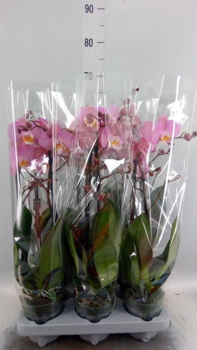 <h4>Phalaenopsis  'Ant Padova'</h4>