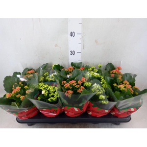 Kalanchoe blos.   ..rosebud mix  2