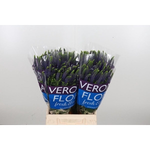 Veron Smart Navy