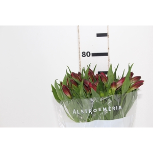 ALSTROEMERIA MARIAN 080 CM VERMELHO