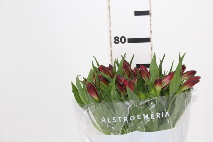 <h4>ALSTROEMERIA MARIAN 080 CM VERMELHO</h4>