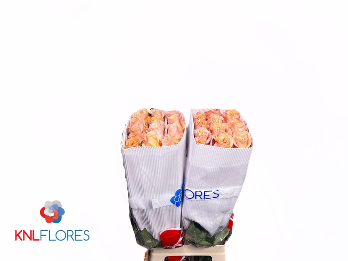 <h4>R GR SHIMMER</h4>