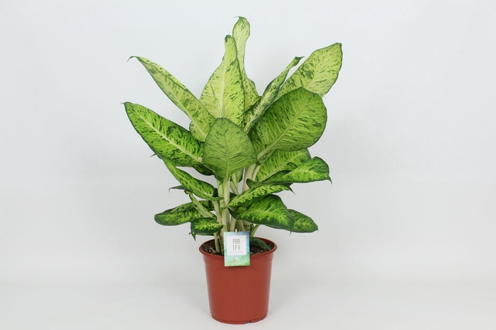<h4>Purify Dieffenbachia White Amazon 24 cm</h4>
