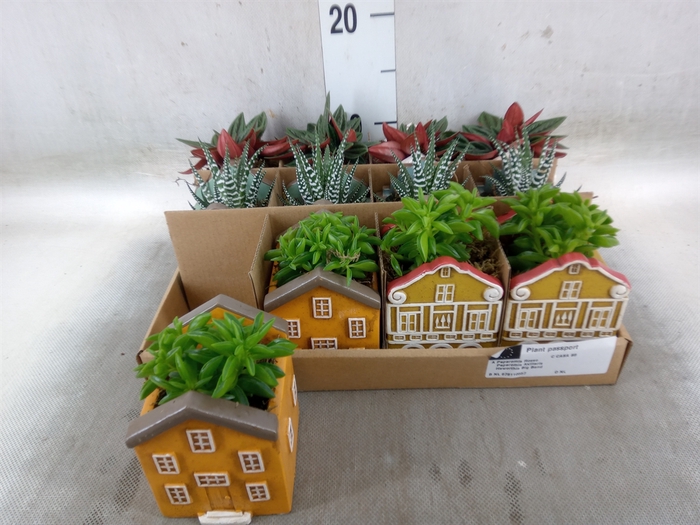 <h4>Planten  ..in schaal L%</h4>
