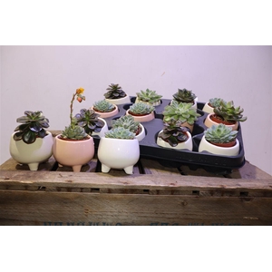 arr8 Echev Gem In Keramiek