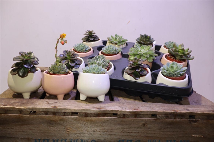 <h4>arr8 Echev Gem In Keramiek</h4>