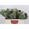 Protea Barbigera Snow Leopard