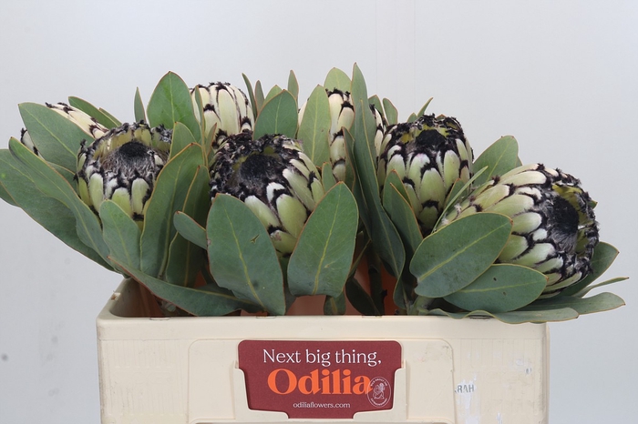 <h4>Protea Barbigera Snow Leopard</h4>