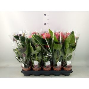 Anthurium andr.   ...mix  3