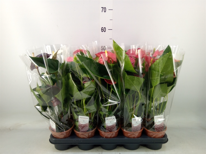 <h4>Anthurium andr.   ...mix  3</h4>