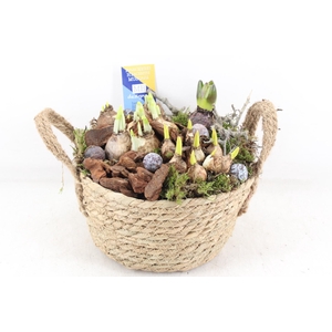 arr4 Bollenmix MB - Mand oor 401/2