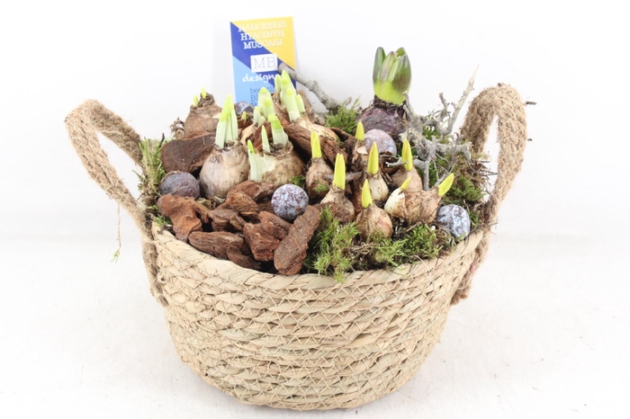 <h4>arr4 Bollenmix MB - Mand oor 401/2</h4>