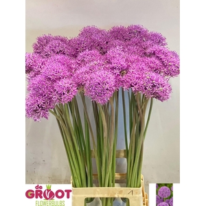 ALLIUM GLADIATOR