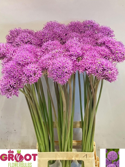 <h4>ALLIUM GLADIATOR</h4>