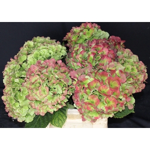 HYDR M CH WHI VER CL