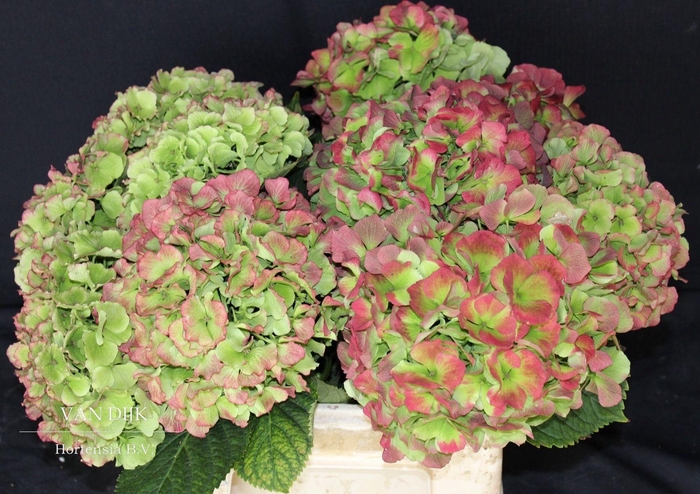 <h4>HYDR M CH WHI VER CL</h4>