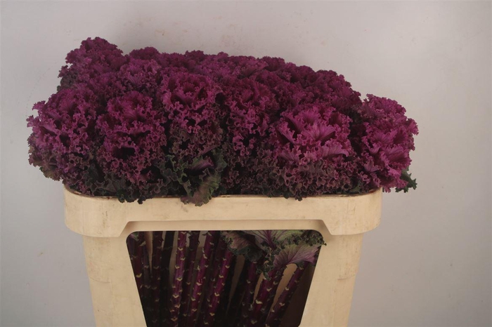 <h4>Brass Crane Ru Red</h4>