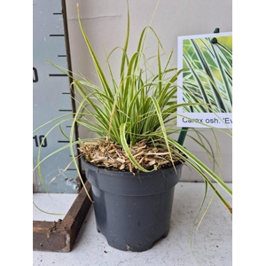 Carex oshimensis 'Everest'