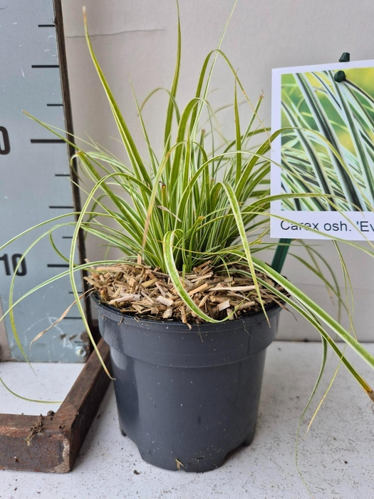 <h4>Carex oshimensis 'Everest'</h4>