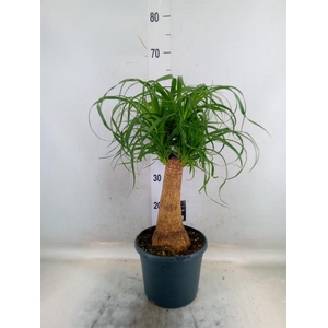 Beaucarnea recurvata