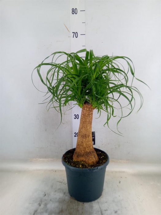 <h4>Beaucarnea recurvata</h4>