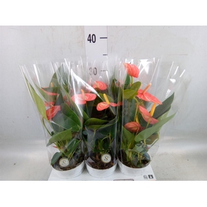 Anthurium andr. 'Livium Orange'