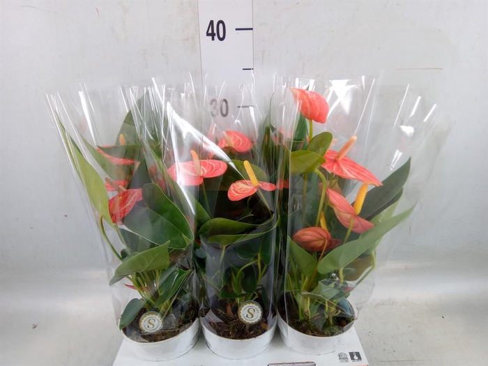 <h4>Anthurium andr. 'Livium Orange'</h4>