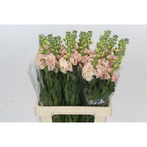 Matthiola Iron Apricot