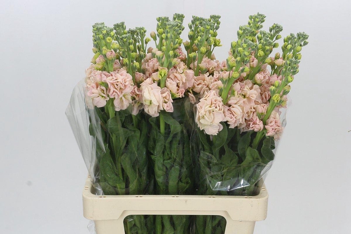 <h4>Matthiola Iron Apricot</h4>